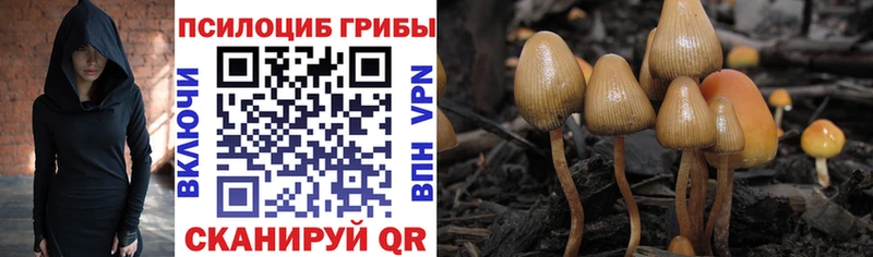 Псилоцибиновые грибы Cubensis  Нахабино 